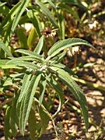 Salvia leucantha (en Corse) (02) (Photo F. Mrugala)